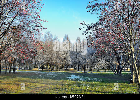 Late autumn landscape in the city park at sunny day with red berries of mountain ash. First snow on the green grass, branches of trees hoarfrost cover Stock Photo