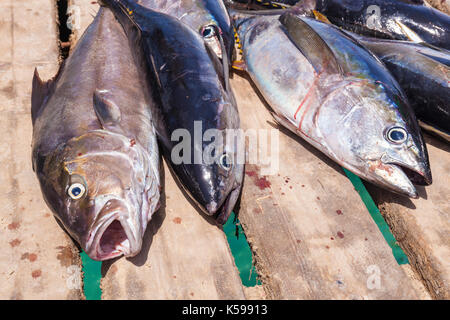 CAPE VERDE SAL  freshly caught yellowfin tuna fish (Thunnus albacares) on the pier at Santa Maria, Sal island, Cape Verde, Africa Stock Photo