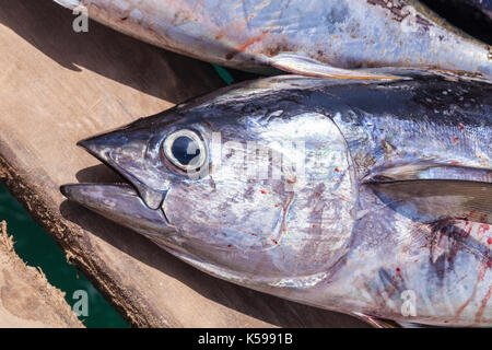 CAPE VERDE SAL  freshly caught yellowfin tuna fish (Thunnus albacares) on the pier at Santa Maria, Sal island, Cape Verde, Africa Stock Photo