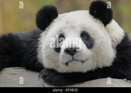 Giant Panda, Ailuropoda melanoleuca, portrait, resting head on arm, Wolong Research and Conservation Centre, Sichuan (Szechwan) Province Central China Stock Photo