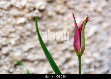 Pink tulip flower closeup Stock Photo