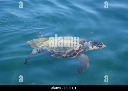 Caretta caretta loggerhead sea turtle in natural habitat. Endangered animal species. Stock Photo