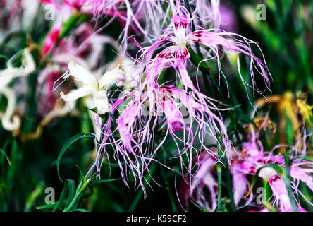 Tall carnation flowers (Dianthus superbus) - Sweetly scented flowers exude a pronounced lilac fragrance Stock Photo