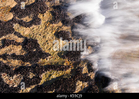 Brachidontes mussel colonies growing on the intertidal zone at Ilhabela, SP, Brazil Stock Photo