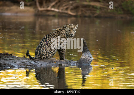 Jaguar (Panthera onca) from North Pantanal, Brazil Stock Photo