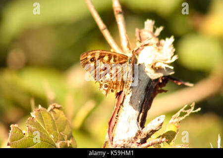 Speckled wood butterfly on a piece of wood outside in sunlight at spring Stock Photo