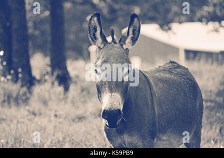 Mediterranean mini donkey on rural agriculture farm for guard animal image, shown in black and white. Stock Photo