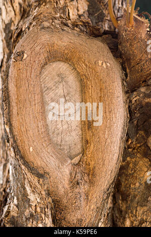 Annual ring tree hi-res stock photography and images - Page 2 - Alamy