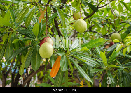 Suicide tree, Pong-pong, Othalanga, Cerbera odollam Stock Photo