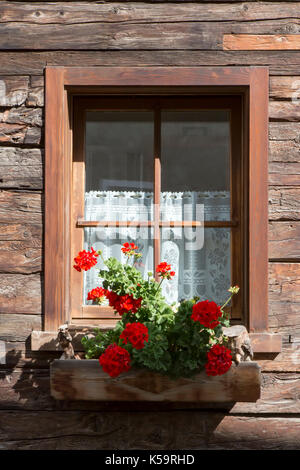 Colorful red geraniums in a window box on a wooden house with net curtains hanging in the window Stock Photo