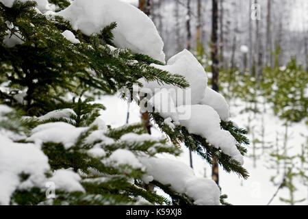 Close up of snow laden branches on evergreen tree in winter Stock Photo