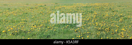 Thousands of dandelions are blooming on a green meadow. Wide panoramic landscape from several May photos Stock Photo