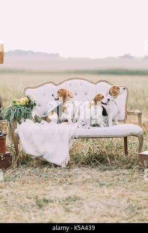 The lovely vertical portrait of the three little dogs sitting on the white soft sofa near the knitted plaid and bouquet of flowers in the field. Stock Photo