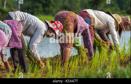 SIEM REAP, CAMBODIA - SEPTEMBER 12, 2015: Farmers work in the rice fields planting rice. Stock Photo