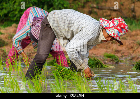 SIEM REAP, CAMBODIA - SEPTEMBER 12, 2015: A woman works in the rice fields planting rice. Stock Photo