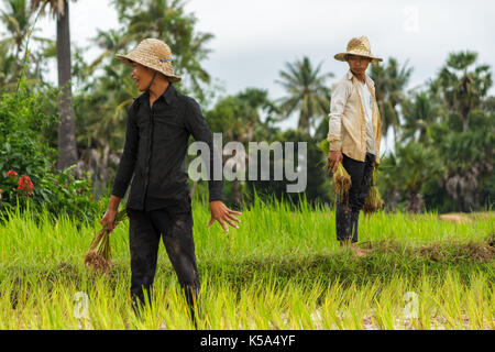 SIEM REAP, CAMBODIA - 9/12/2015: Two farmers working in the rice fields near their village. Stock Photo