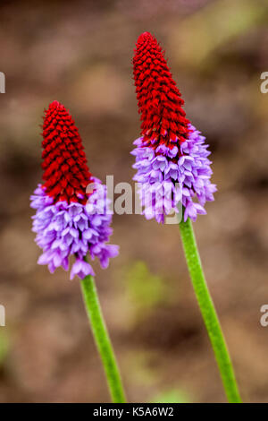 Primula vialii, Orchid Primrose, Poker Primrose, Flowers bokeh Stock Photo