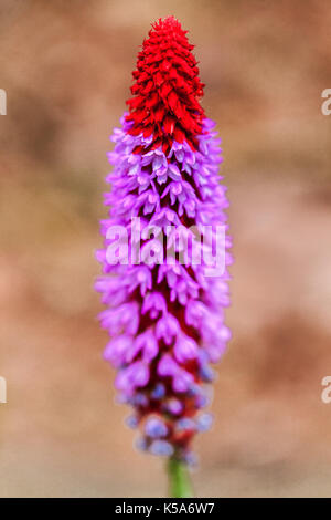 Flower spike, Primula vialii Stock Photo