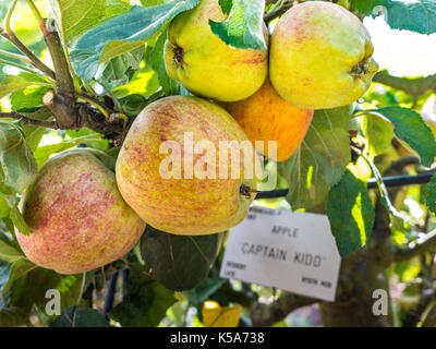 Espaliered Captain Kidd Apples (malus espalier) growing in a horticultural kitchen garden Stock Photo