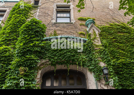 Walls covered with creepers - life and death Stock Photo
