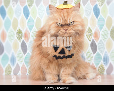 Halloween Persian Cat Stock Photo