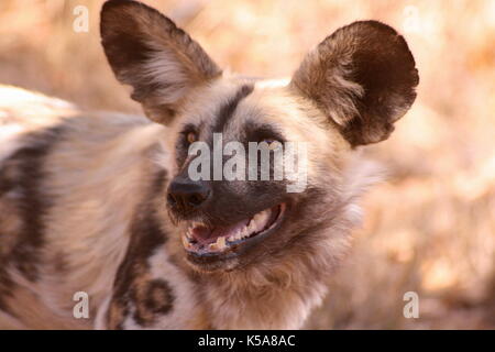 African Wild Hunting Dog portrait in Limpopo Province, South Africa Stock Photo