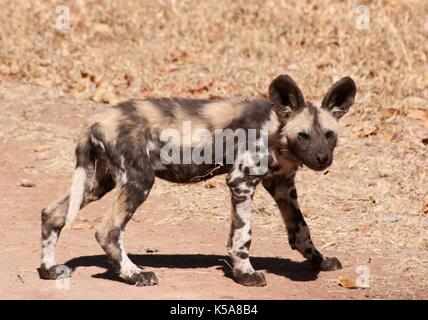 African Wild Dog Pup walking across grass in Limpopo Province, South Africa Stock Photo