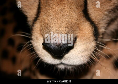 Cheetah nose at night in Limpopo Province, South Africa Stock Photo