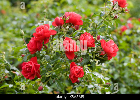 Rosa Flower Carpet Scarlet. Stock Photo