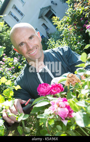 handsome young man gardener taking care of beautiful roses Stock Photo