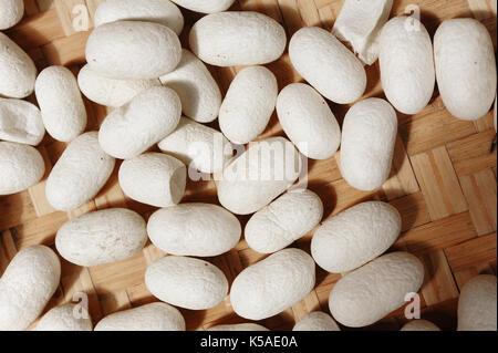 A pile of silkworm cocoon Stock Photo