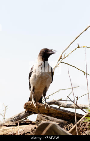 Hooded Crow (Corvus cornix) in nature. Stock Photo