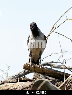 Hooded Crow (Corvus cornix) in nature. Stock Photo