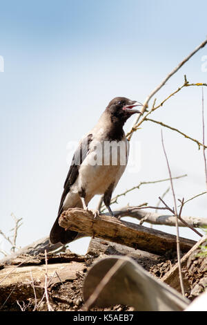 Hooded Crow (Corvus cornix) in nature. Stock Photo