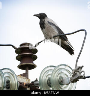 Hooded Crow (Corvus cornix) in nature. Stock Photo