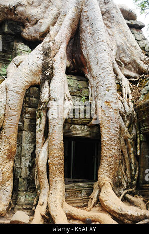 Old Buddhist monastery with large tree roots growing on roof,Cambodia. Stock Photo