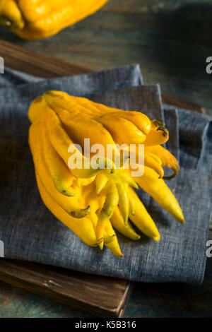 Yellow Organic Buddhas Hand Citrus Fruit with Fingers Stock Photo