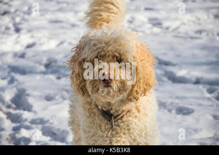 Labradoodle playing in backyard in snow Stock Photo
