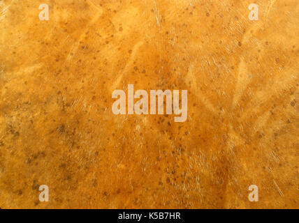 Background: yellow textured surface of deerskin leather with hairs and natural patterns, Stock Photo