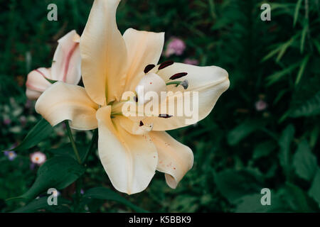 Giant lily Stock Photo