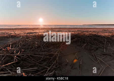 Dry plants on the shore of the Finnish Gulf at sunset in spring Stock Photo