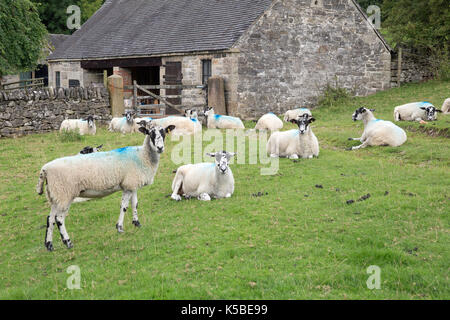 Sheep in a field near to a barn Stock Photo