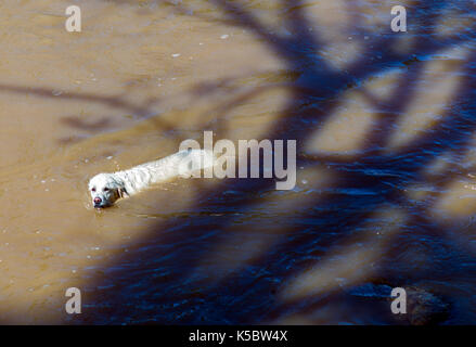 Platinum colored Golden Retriever dog swimming in the Arkansas River, Salida, Colorado, USA Stock Photo