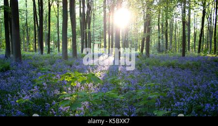 West Woods bluebells at sunset Stock Photo