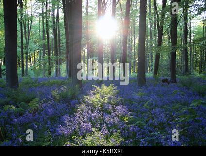 West Woods bluebells at sunset Stock Photo