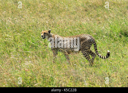 Cheetah on the prowl in the Serengeti Stock Photo