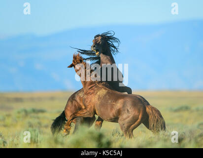 Wild Horse Stallions Fighting (Equus ferus), Western US Stock Photo