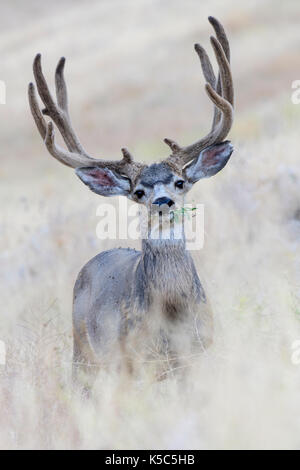Mule Deer Buck (Odocoileus hemionus), Western North America Stock Photo