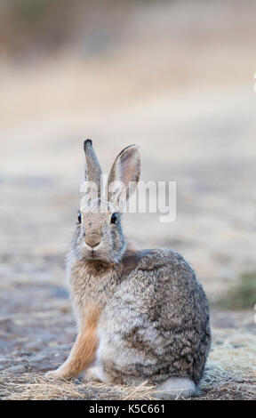 Mountain Cottontail Rabbit (Sylvilagus nuttallii), Montana, US Stock Photo