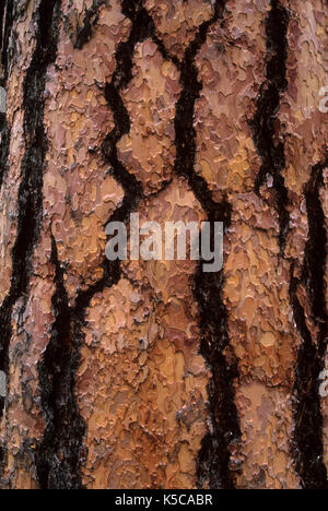 Ponderosa pine (Pinus ponderosa) bark on Swick Creek Old Growth Interpretive Trail, Malheur National Forest, Oregon Stock Photo
